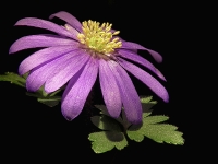 Anemone